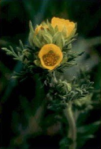 Pennsylvania Cinquefoil