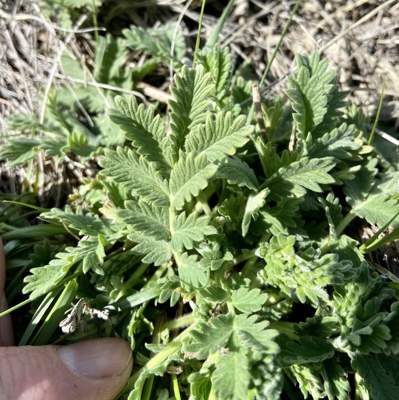 Pennsylvania Cinquefoil photo 2