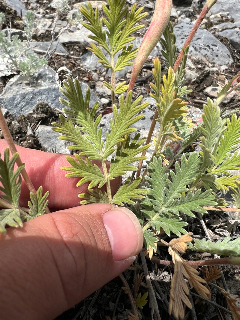 Pennsylvania Cinquefoil photo 3