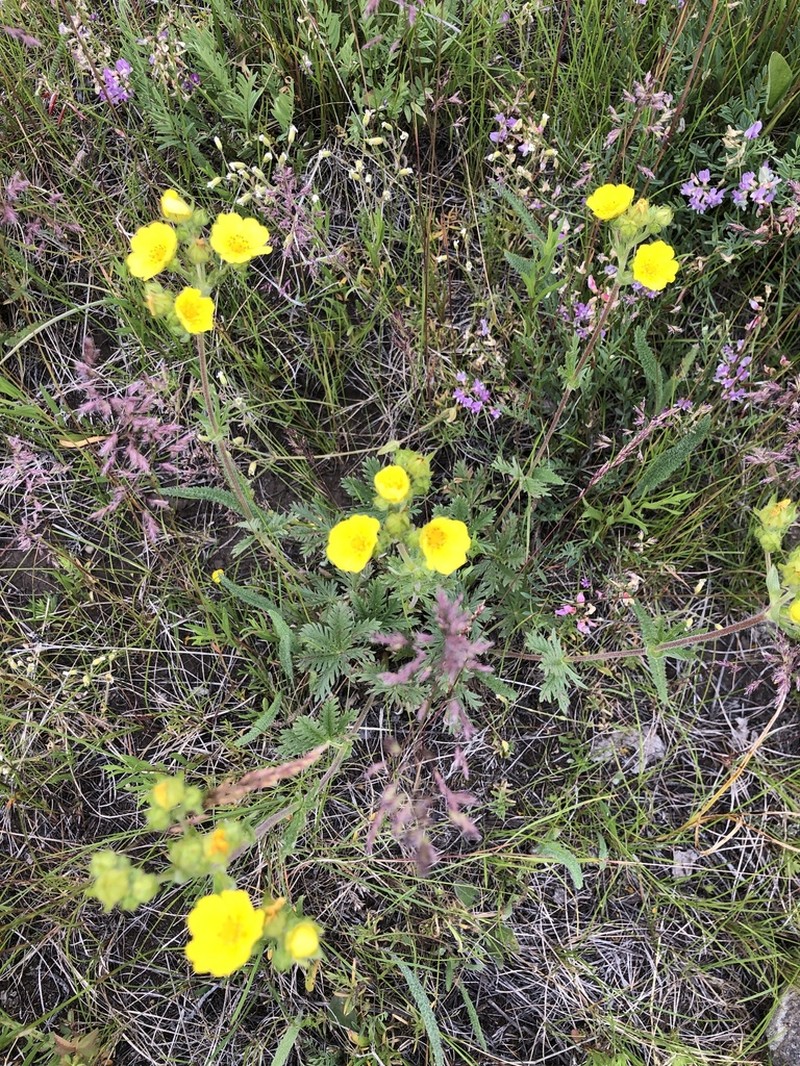 Pennsylvania Cinquefoil photo 4