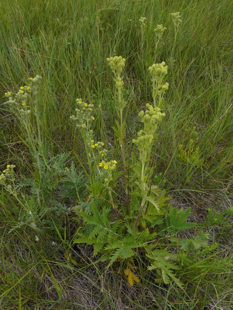 Pennsylvania Cinquefoil photo 6
