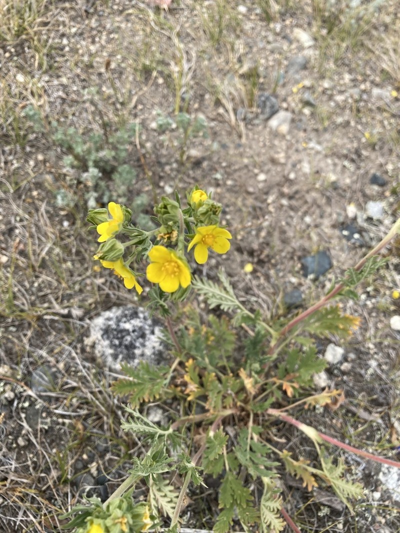 Pennsylvania Cinquefoil photo 7