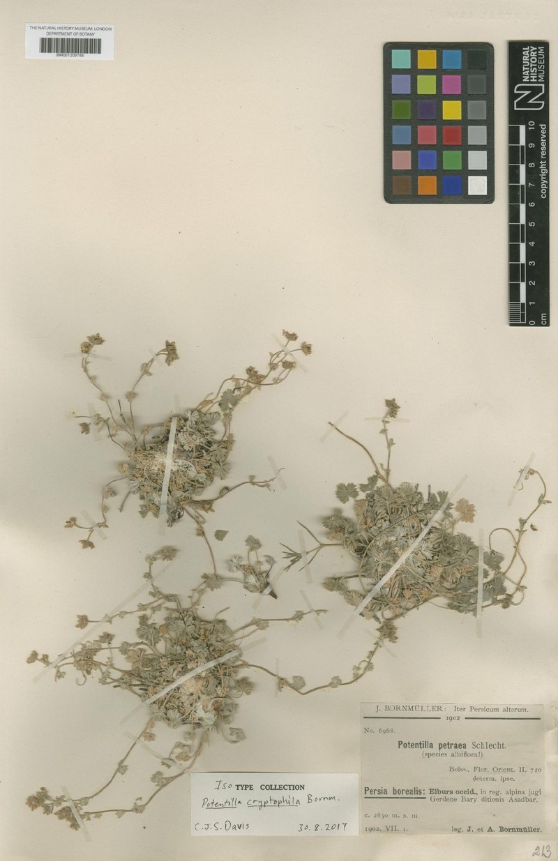 Potentilla petraea