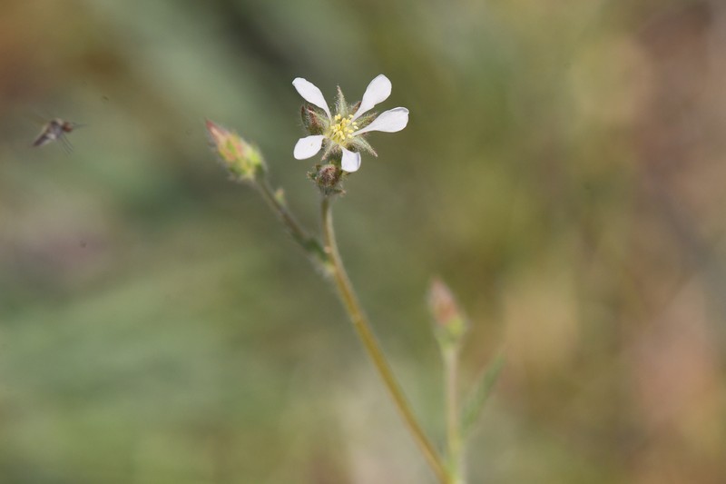 Silky Mousetail photo 3
