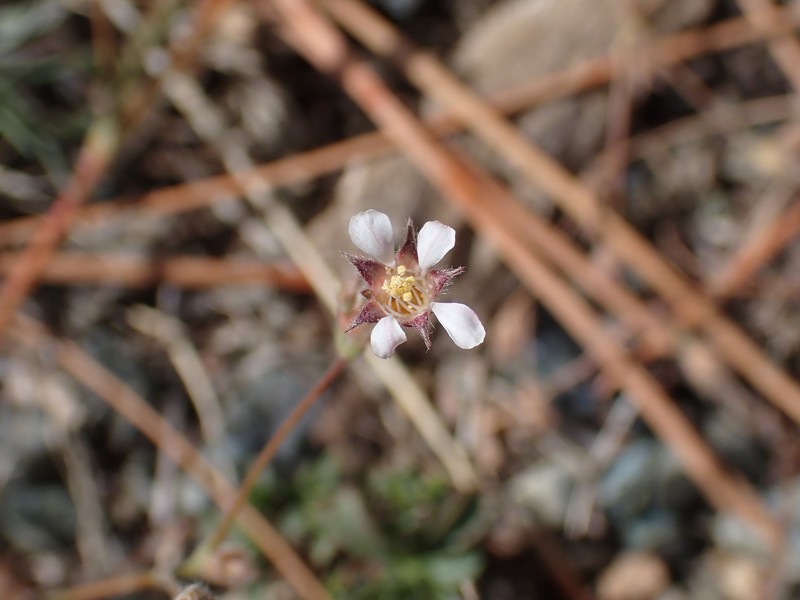 Silky Mousetail photo 6
