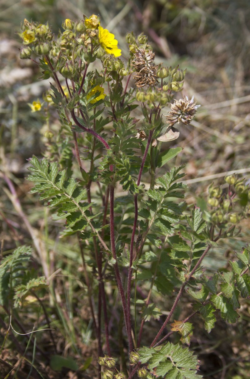 Potentilla pimpinelloides
