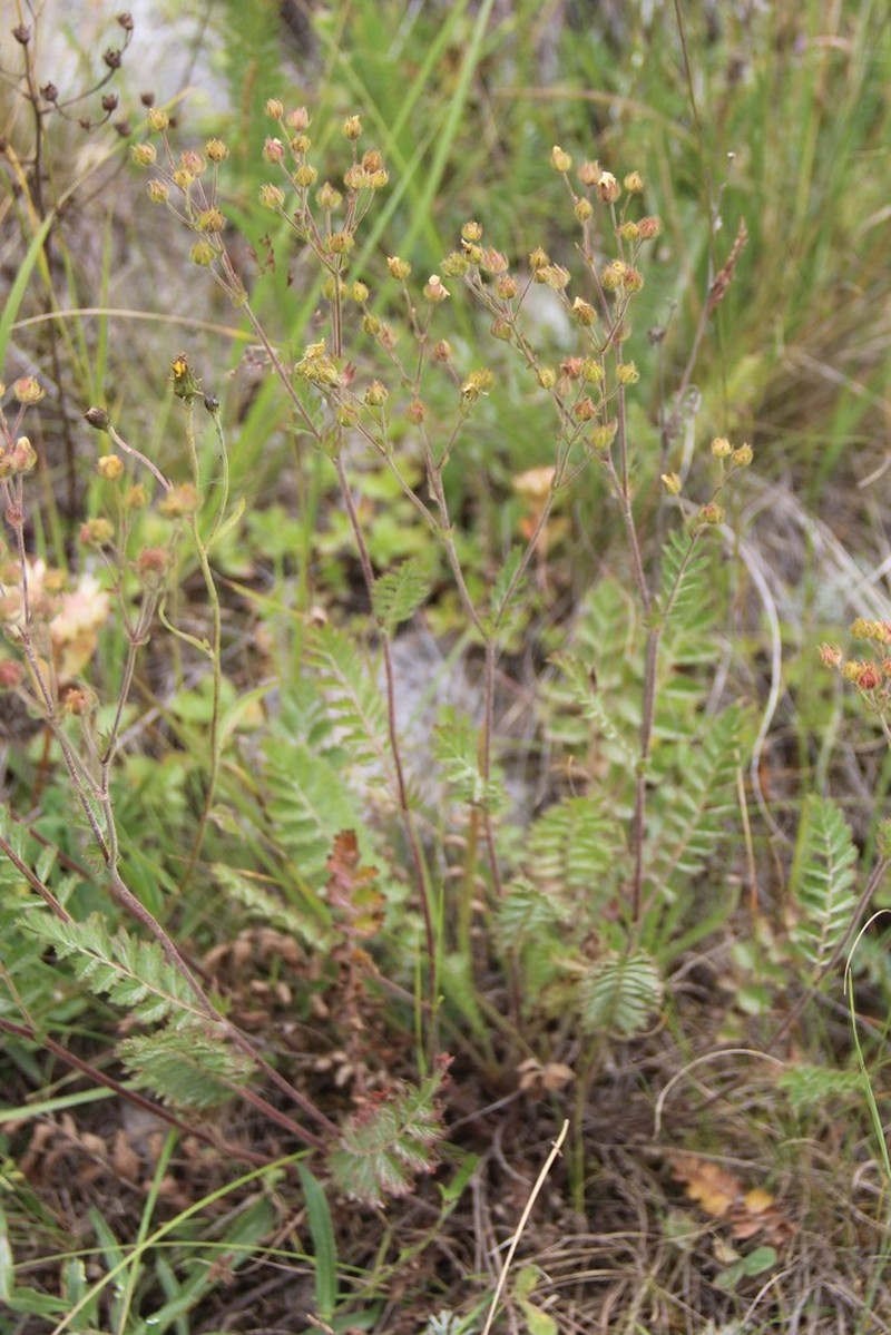 Potentilla pimpinelloides photo 2