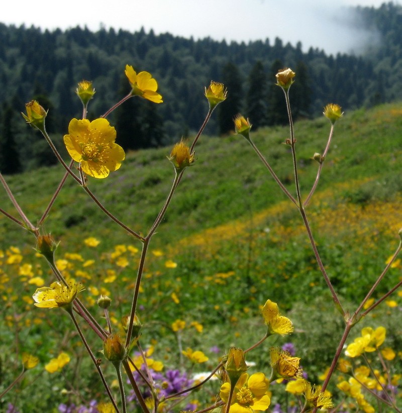 Potentilla pimpinelloides photo 3