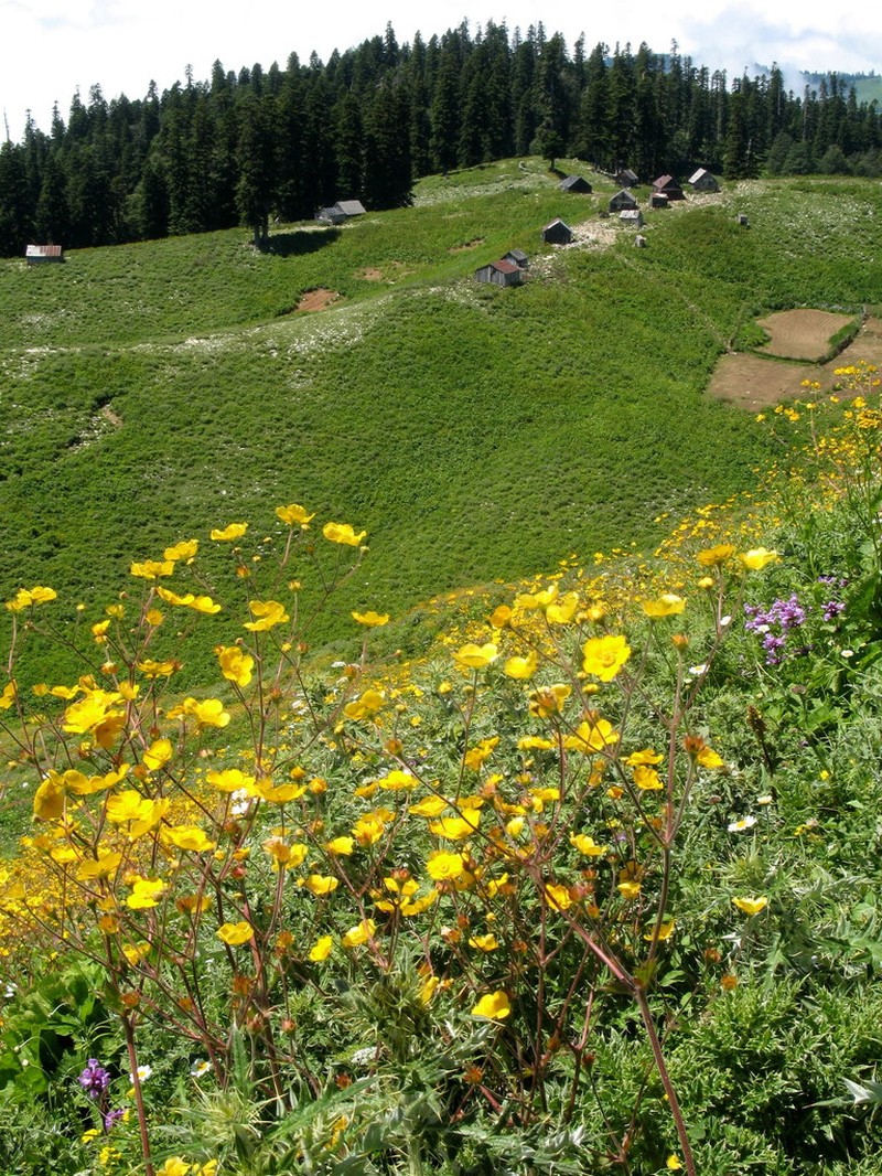 Potentilla pimpinelloides photo 4