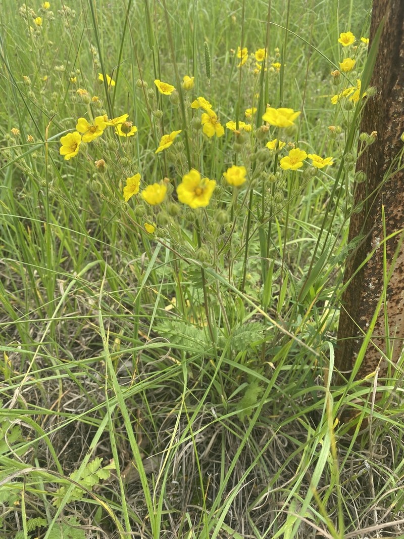Potentilla pimpinelloides photo 5