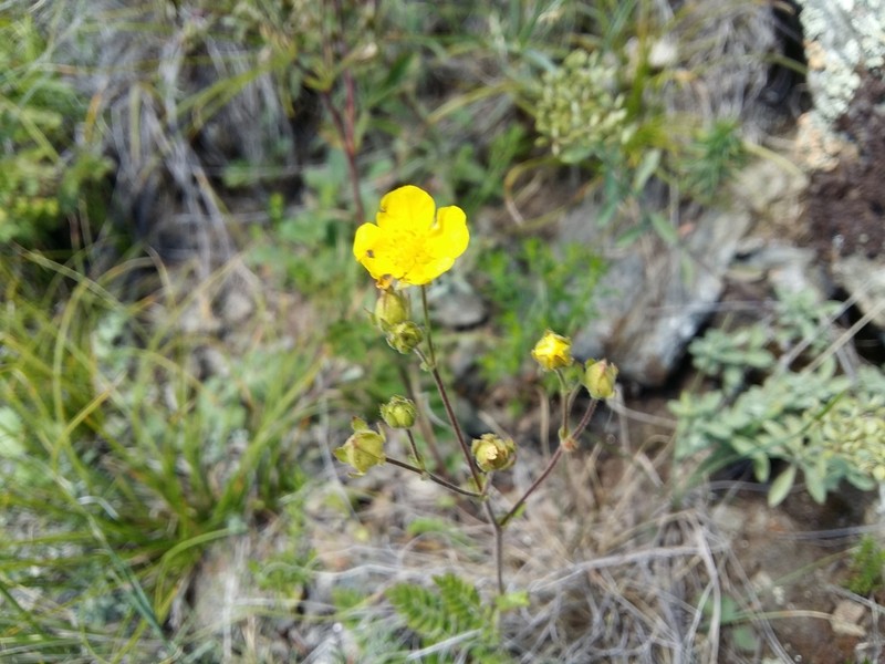 Potentilla pimpinelloides photo 6