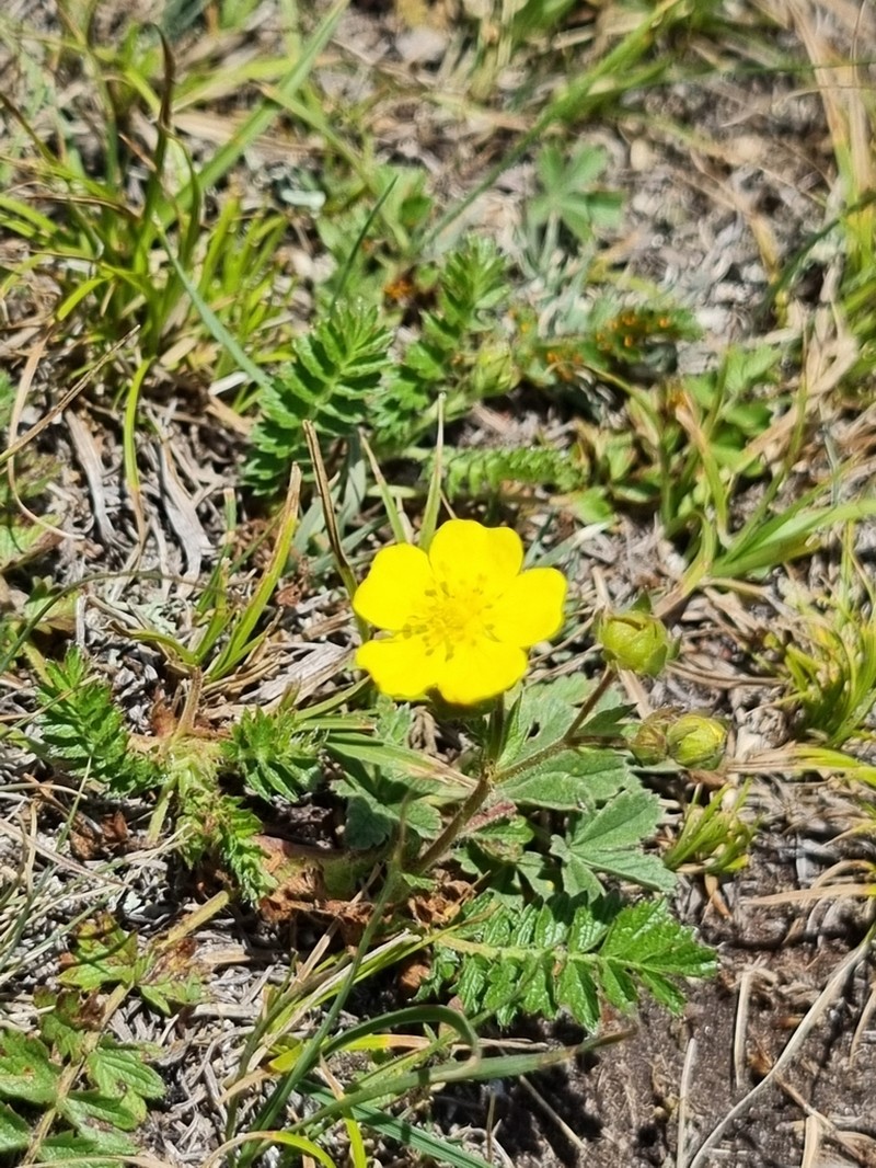 Potentilla pimpinelloides photo 7