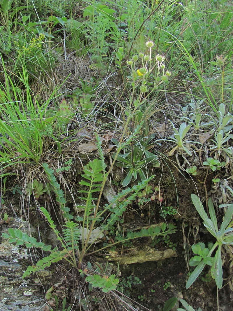 Potentilla pimpinelloides photo 8