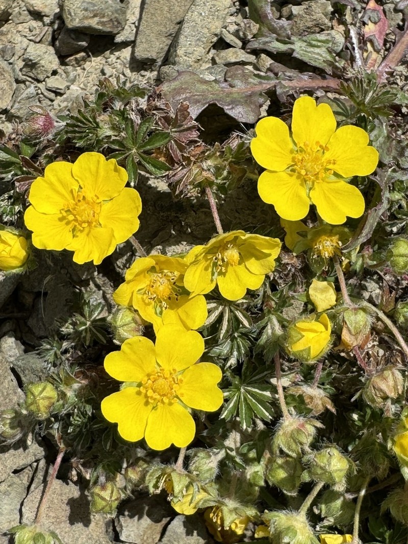 Potentilla pindicola