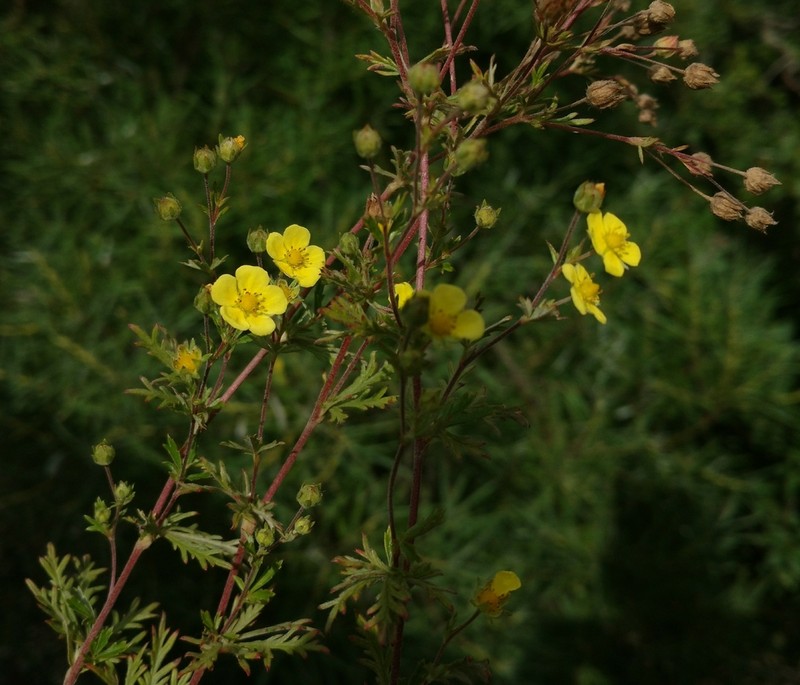 Potentilla pindicola photo 2