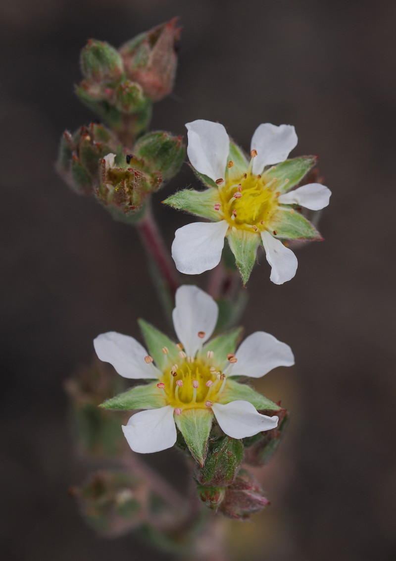 Pine Nut Mountain Mousetail photo 2