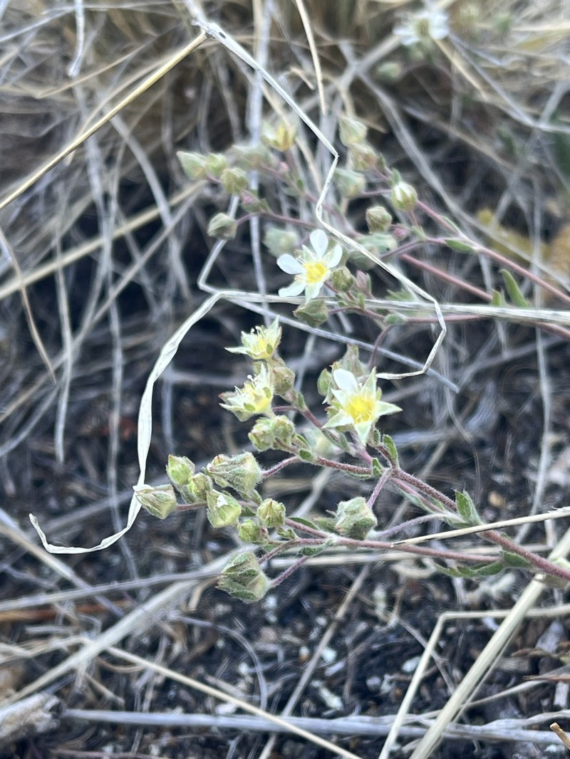 Pine Nut Mountain Mousetail photo 3