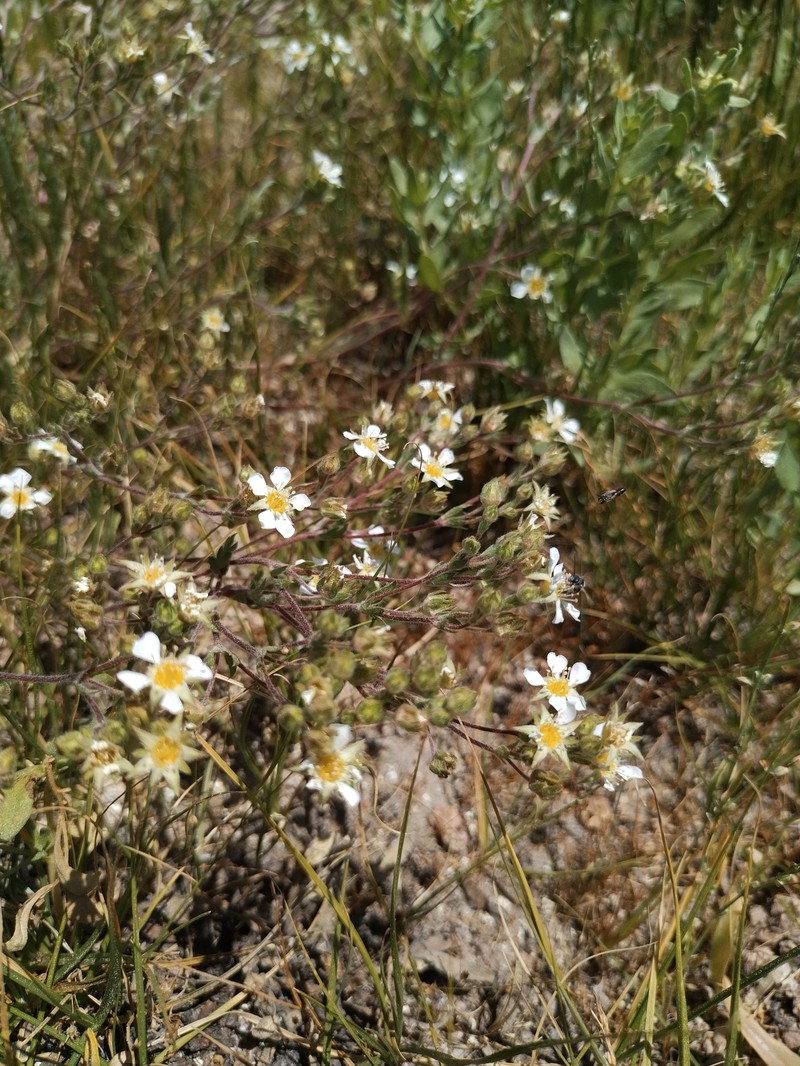 Pine Nut Mountain Mousetail photo 4