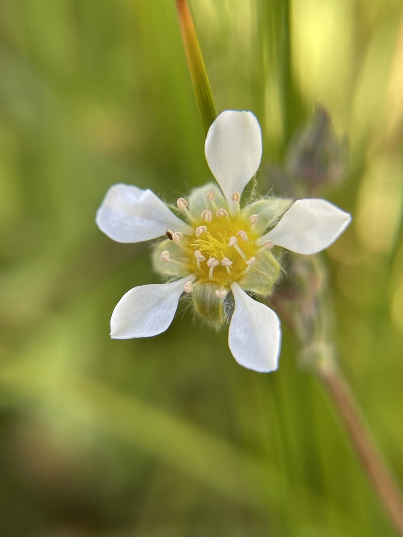 Pine Nut Mountain Mousetail photo 5