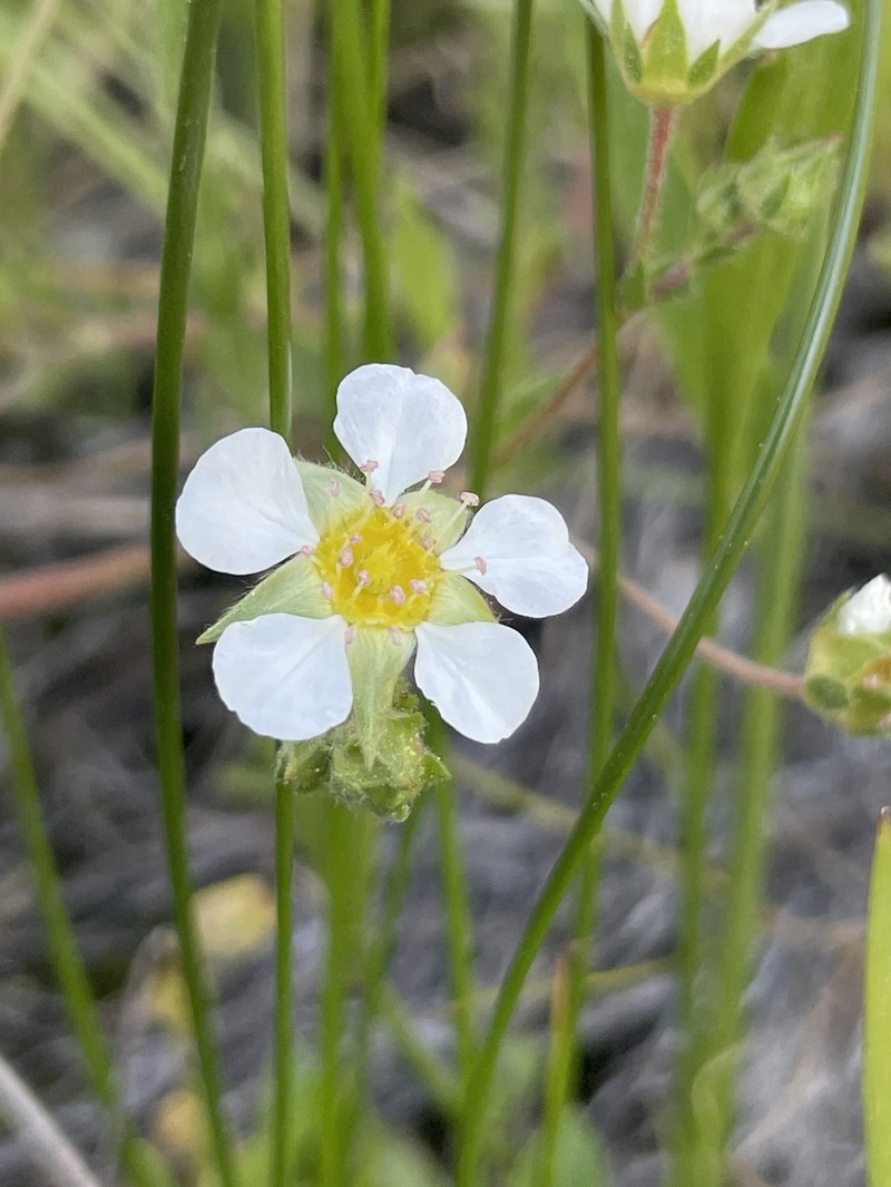 Pine Nut Mountain Mousetail photo 6