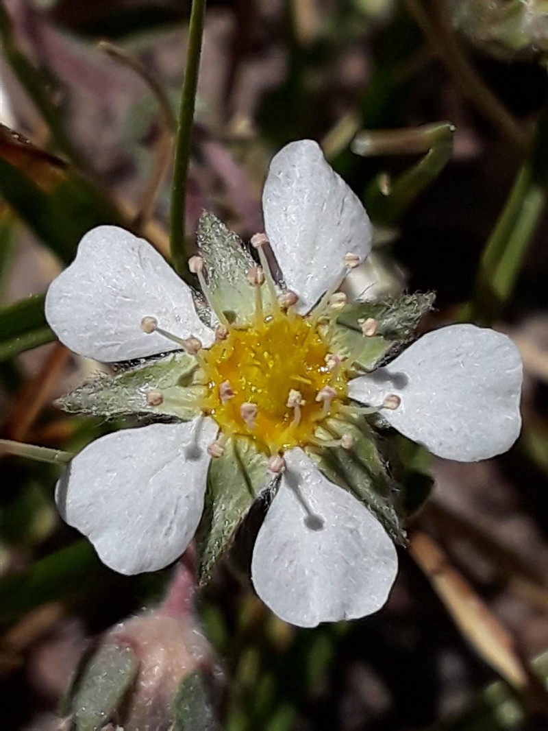 Pine Nut Mountain Mousetail photo 7