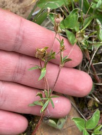 Platte River Cinquefoil