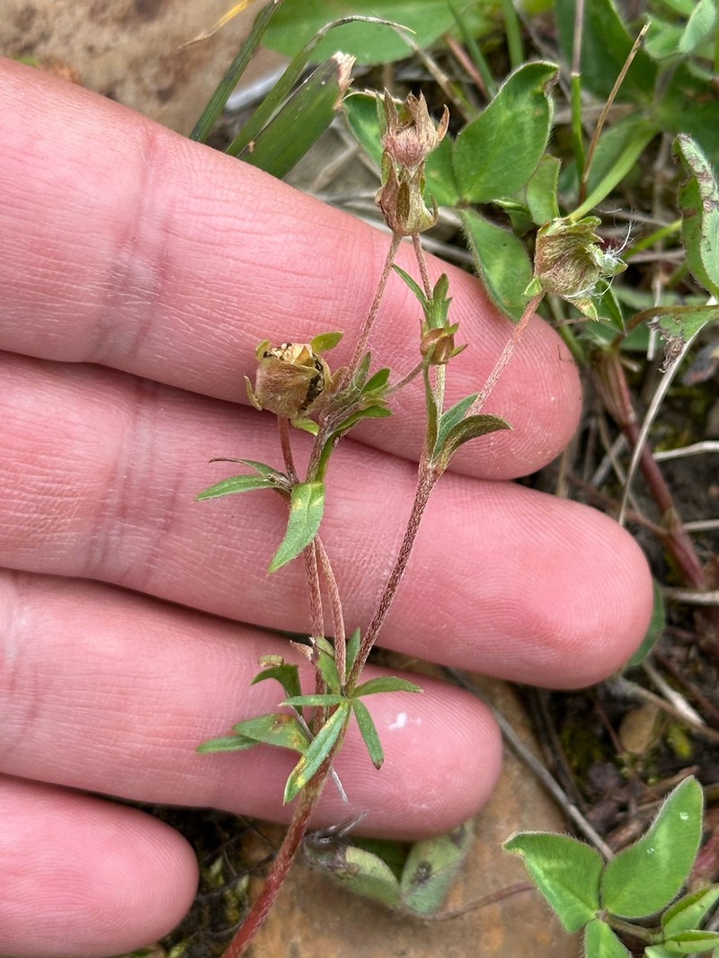 Platte River Cinquefoil