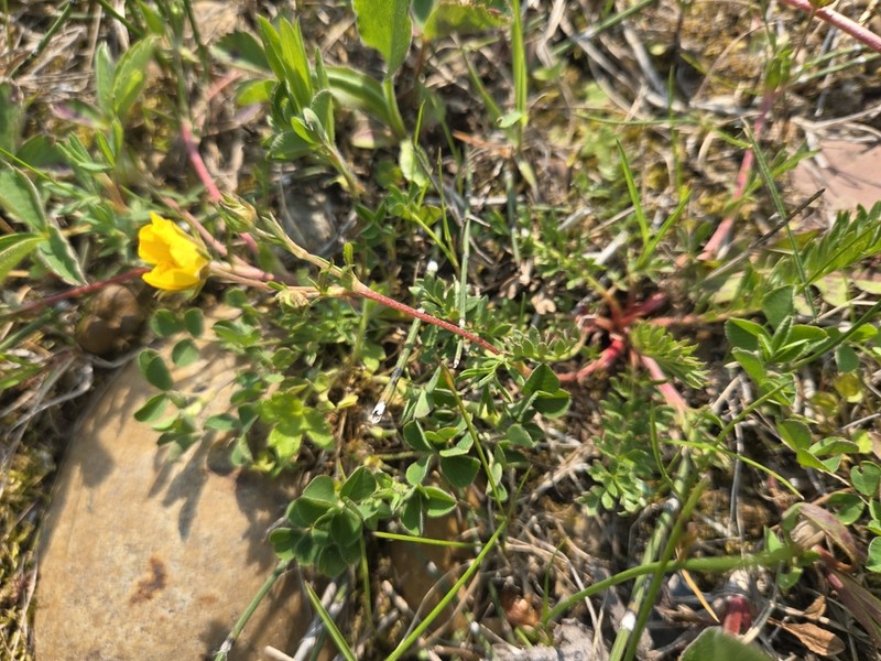 Platte River Cinquefoil photo 2