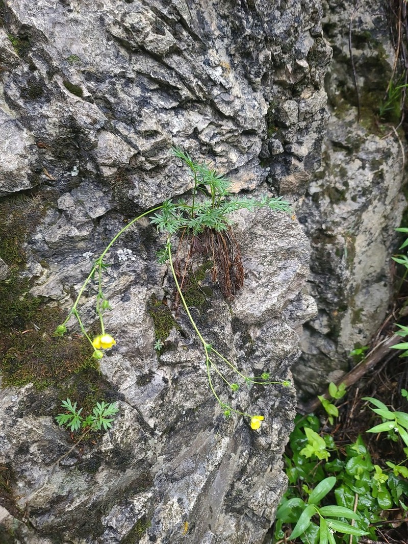 Platte River Cinquefoil photo 3