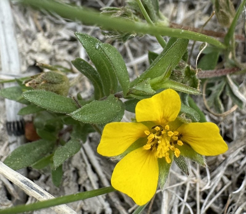 Platte River Cinquefoil photo 4