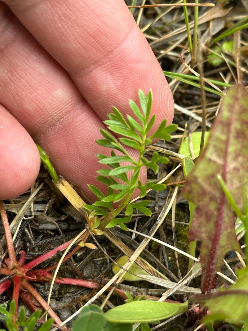 Platte River Cinquefoil photo 5