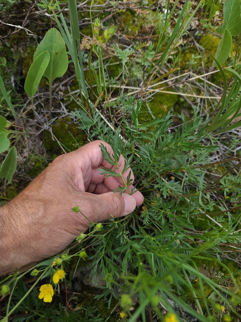 Platte River Cinquefoil photo 6