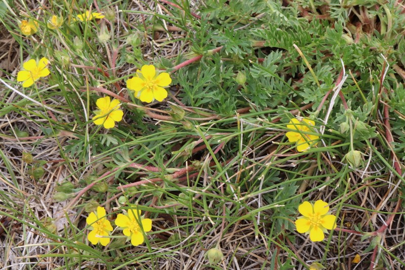 Platte River Cinquefoil photo 7