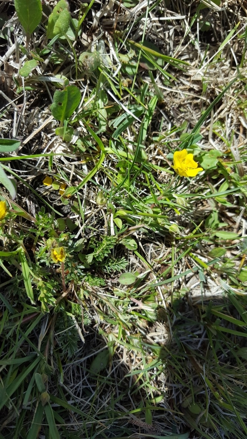 Platte River Cinquefoil photo 8