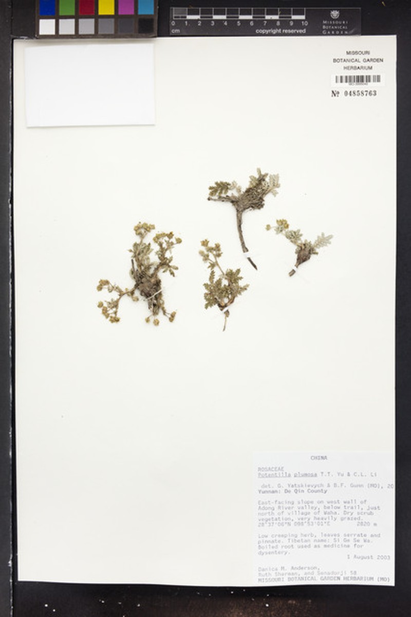Potentilla plumosa