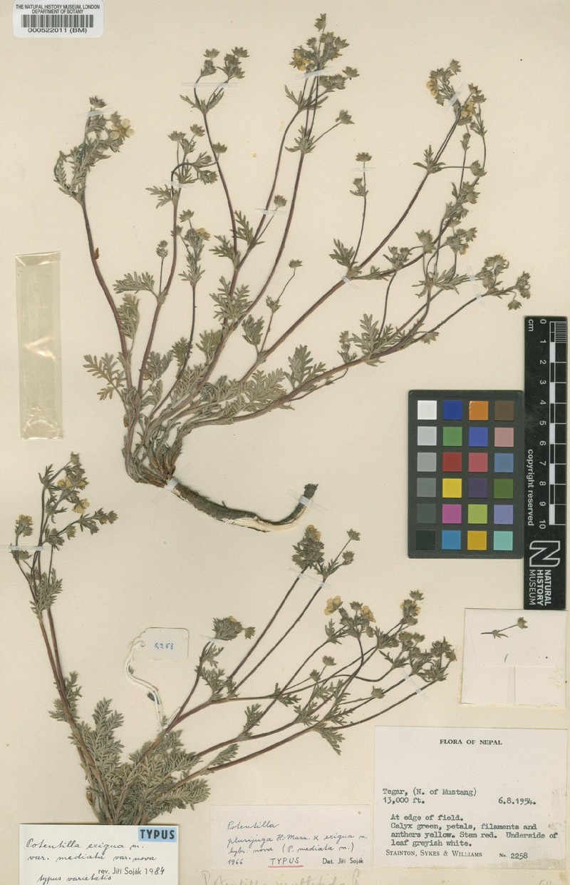 Potentilla plurijuga