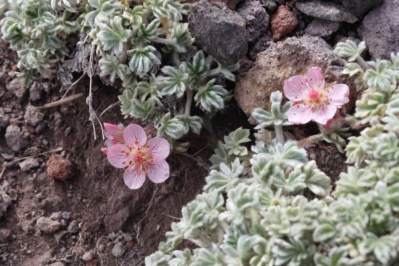 Potentilla porphyrantha photo 2