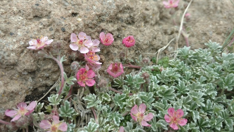 Potentilla porphyrantha photo 3