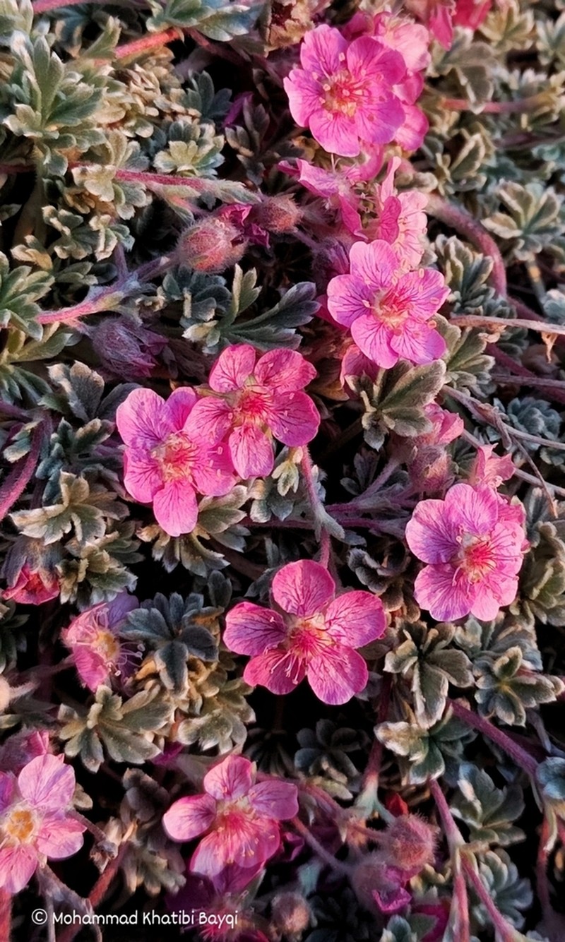 Potentilla porphyrantha photo 4
