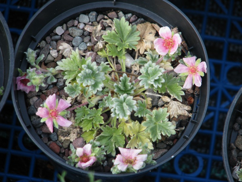 Potentilla porphyrantha