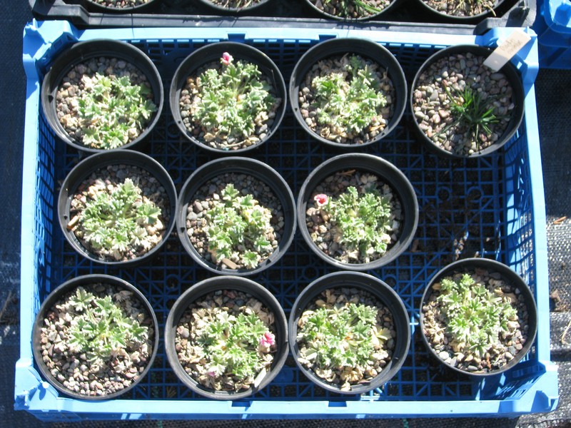 Potentilla porphyrantha photo 6