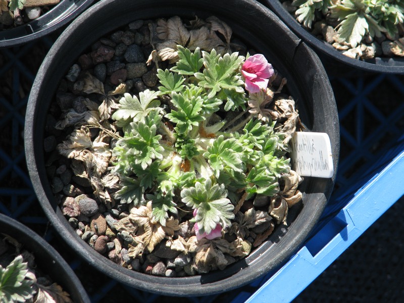 Potentilla porphyrantha photo 7