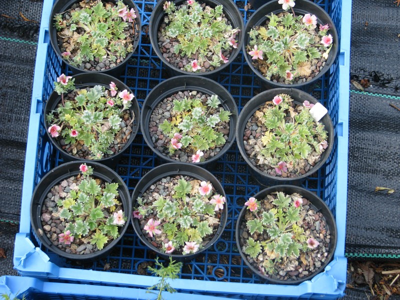Potentilla porphyrantha photo 8