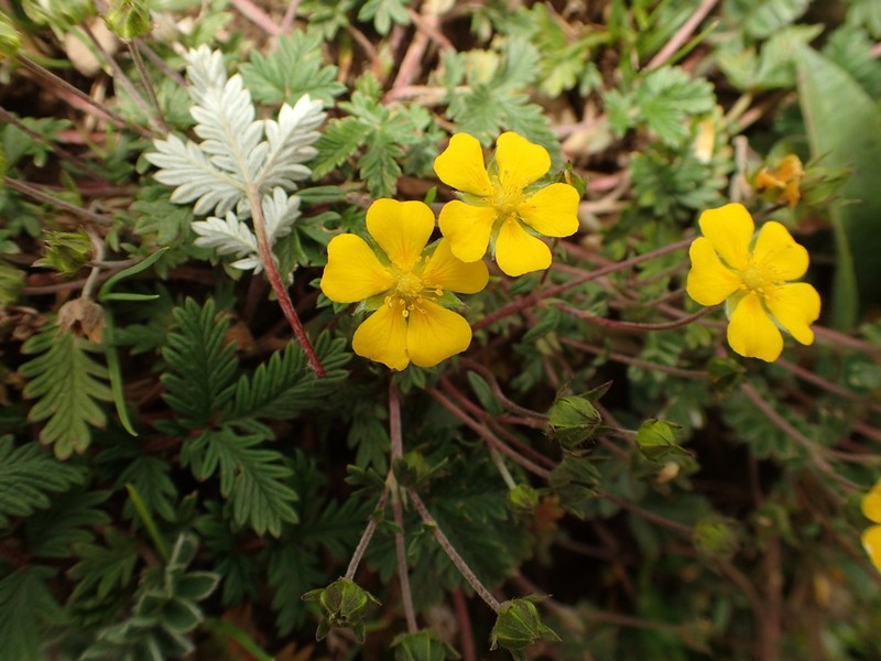 Potentilla potaninii
