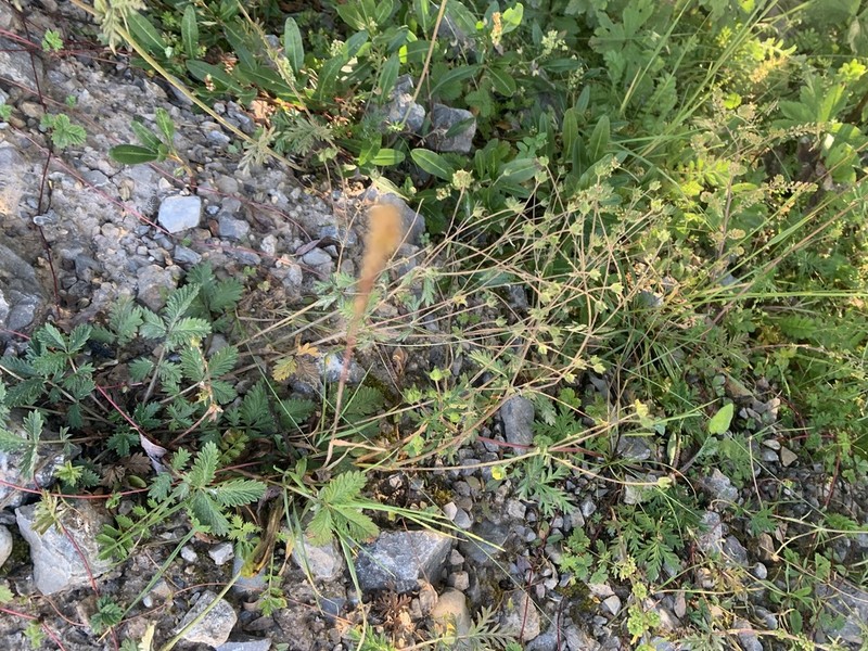 Potentilla potaninii photo 2
