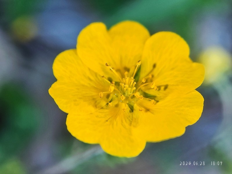 Potentilla potaninii photo 3
