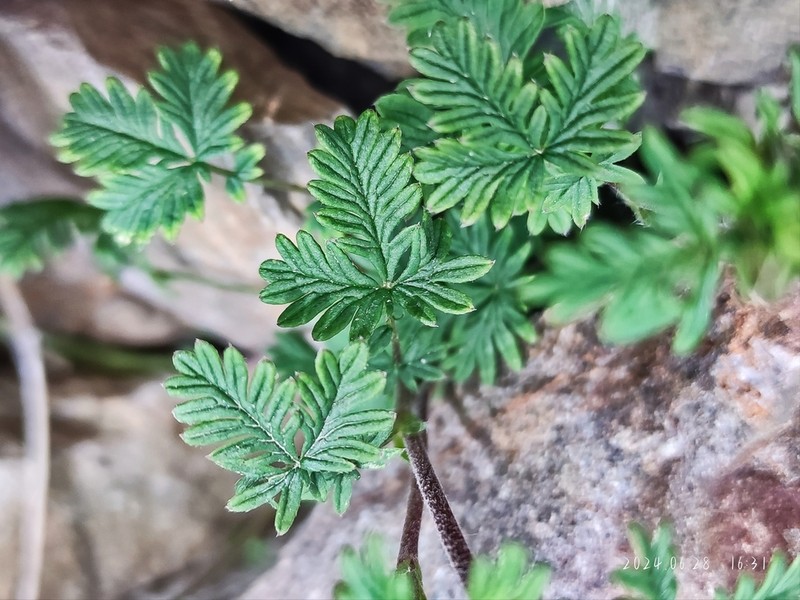 Potentilla potaninii photo 4