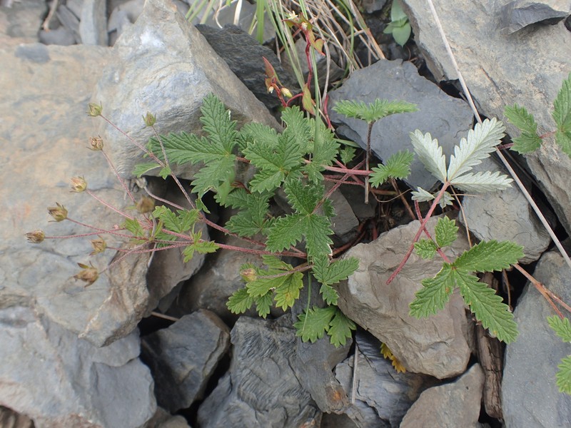 Potentilla potaninii photo 6