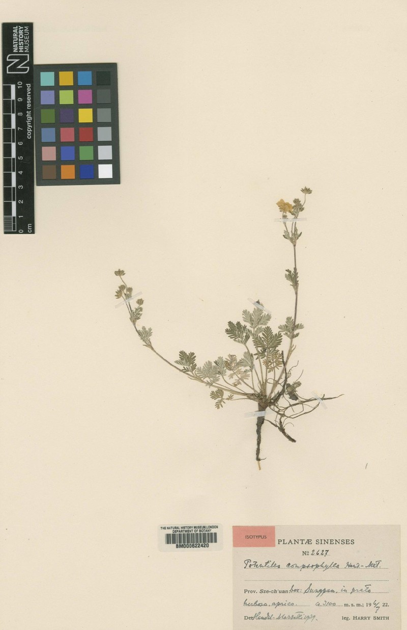 Potentilla potaninii var. compsophylla