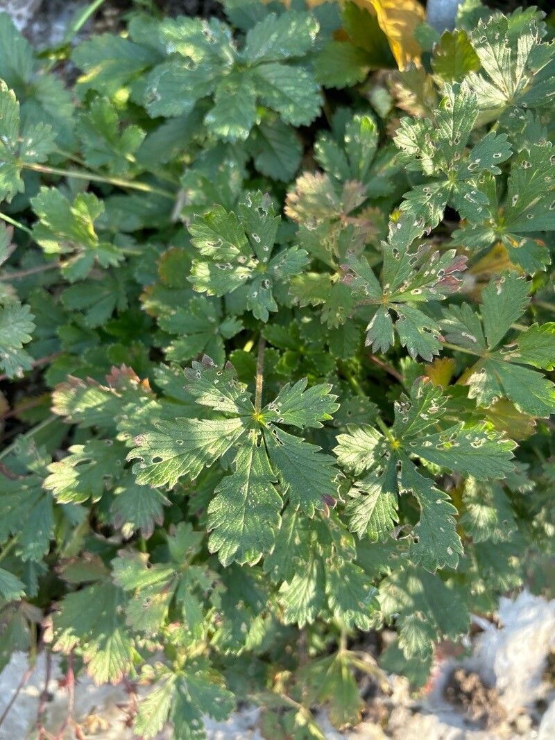 Potentilla praecox